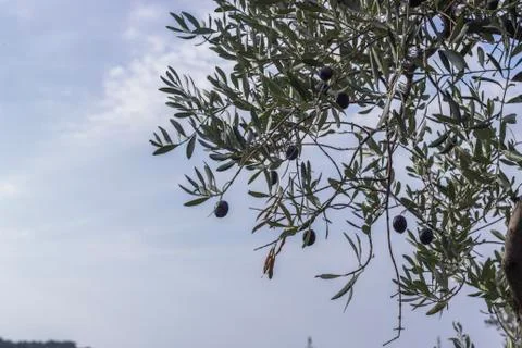  Olive tree close up Stock-Fotos