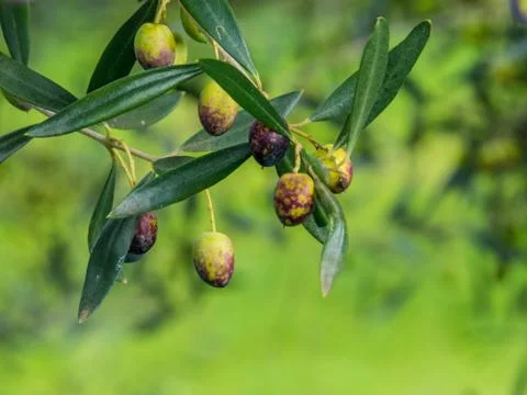 Olive tree close up Stock Photos