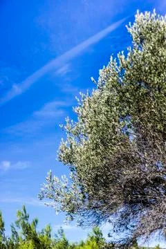 Olive tree close up shot with blue background Stock Photos