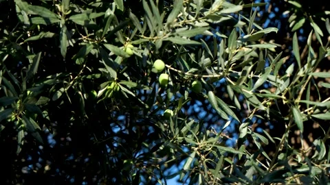 Of an olive tree. A close-up view of fresh olive tree Stock Footage 288907578