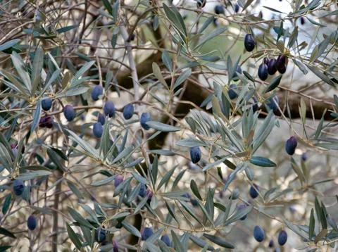 Olive tree closeup Stock Photos