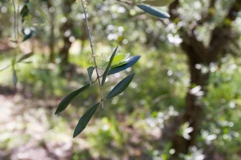 Olive Tree Closeup 스톡 사진