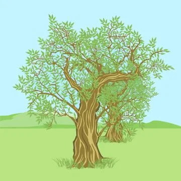 Olive tree in the countryside Stock Illustration