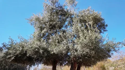 Olive Tree Crown Tilt Up Blue Sky Turkey Stock Footage 337718829