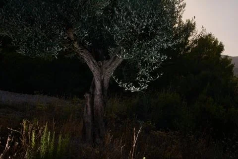 Olive tree in the dark of the mount Stock Photos