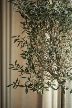 Olive tree with dense branches near beige curtain Stock Photos