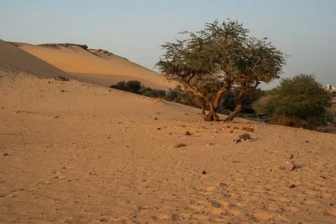 Olive tree in desert Stock Photos