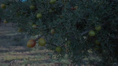 Olive tree in detail from Morocco Stock Footage 276267252