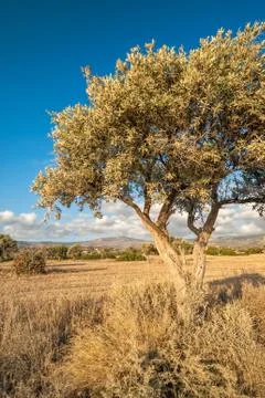Olive tree on drought meadow Stock Photos