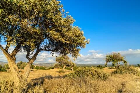 Olive tree on drought meadow Stock Photos