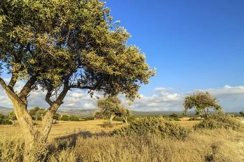 Olive tree on drought meadow Stock Photos