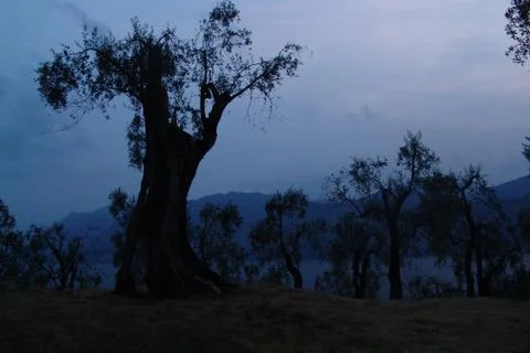 Olive tree in the evening Stockfoto's