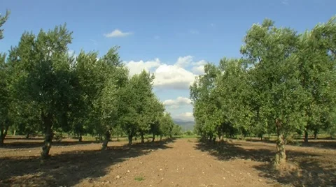 Olive tree farm garden Stock Footage 8563235