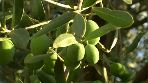 Olive tree farm garden zoom Stock Footage 8563262