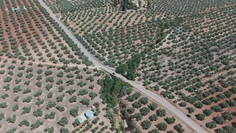 Olive Tree Farmland Stock Footage 340348117
