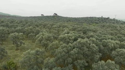 Olive tree field aerial 4k shot Stock Footage 88719095