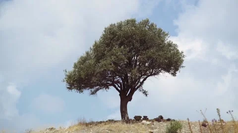 Olive tree in field against blue summer sky. zoom in Stock Footage 132445626