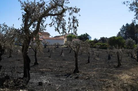 Olive tree field burnt at a small village homes - Pedrogao Grande Stock-Fotos