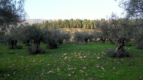 Olive tree field. Camera moving between the trees.. aerial shot of olive trees Stock Footage 231507070