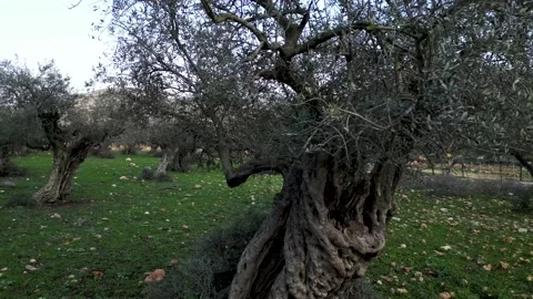 Olive tree field camera pan left. aerial shot of olive trees in long lines. Stock Footage 231507009