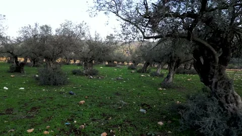 Olive tree field camera pan right. aerial shot of olive trees in long lines. Stock Footage 231507056