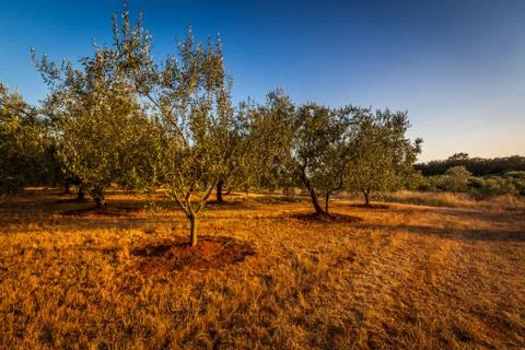 Olive tree field Stock Photos
