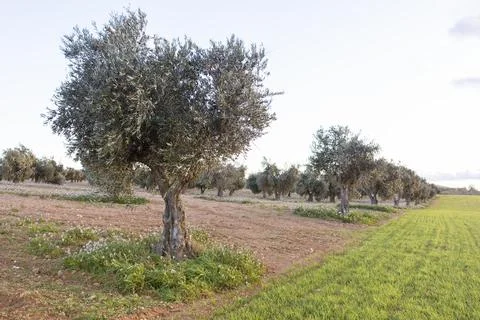 Olive tree in the field Stock Photos