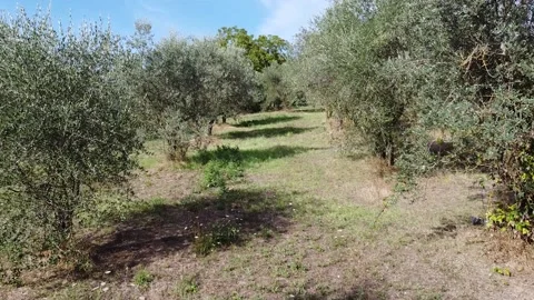 Olive tree field. Smooth tacking shot. Backwards movement. Drone shot. Umbria, I Video stock 139346702
