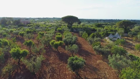 Olive tree in field summer in sunny Italy Drone 4k Stock Footage 90738614