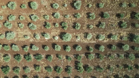 Olive tree field. Top aerial shot of olive trees in long lines. Drone moving Stock Footage 231506978