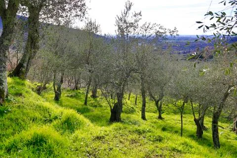 Olive Tree fields in Italy Stock Photos