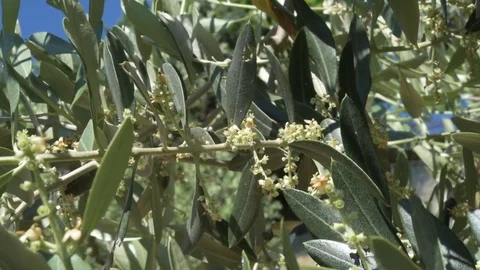 An olive tree filled with emerging flowers and buds in Italy Stock Footage 77012198