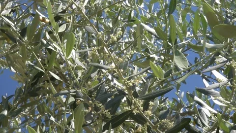 An olive tree filled with emerging flowers and buds in Italy Stock Footage 77012723