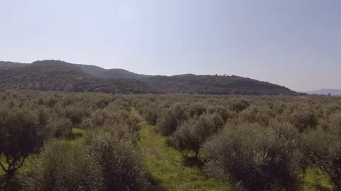 Olive tree flight Stock Footage 106346518