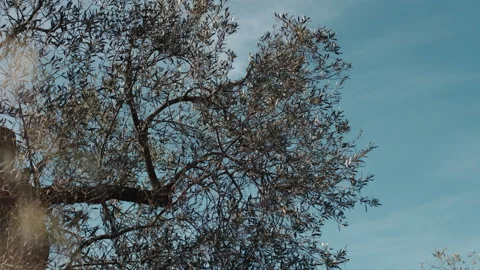 Olive tree foliage close up Stock Footage 188182427