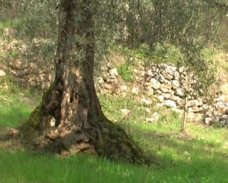 Olive tree 스톡 동영상 63112