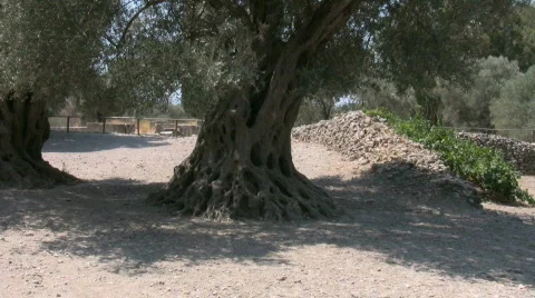Olive tree Stock Footage 524212