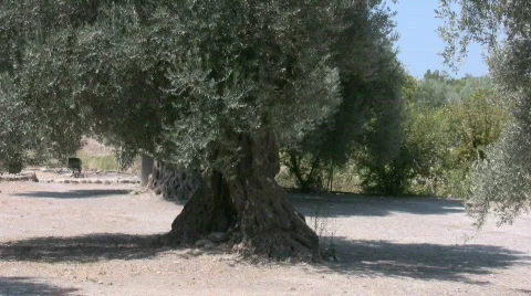 Olive tree Stock Footage 524221