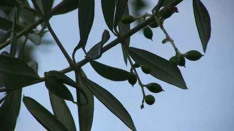 Olive tree 스톡 동영상 608265