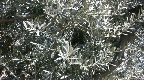 Olive tree Stock-Footage 660186