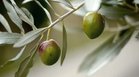 Olive tree. Stock Footage 885472