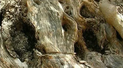 Olive tree Video stock 9948887