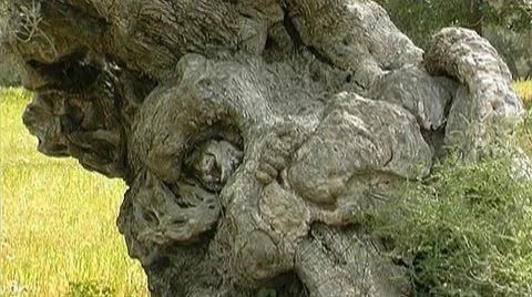 Olive tree Stock Footage 9950435