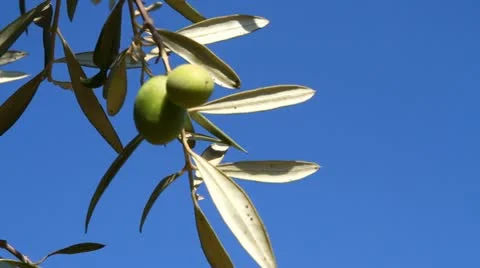 Olive tree Stock Footage 21219062