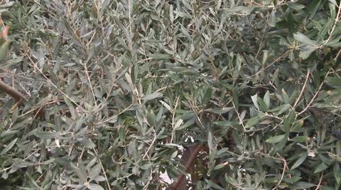 Olive tree Stock Footage 23319033