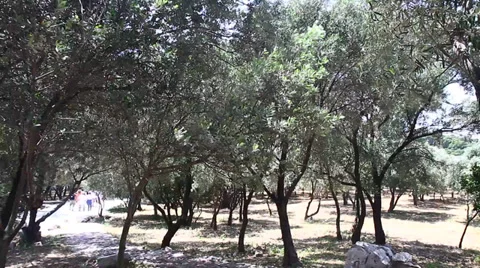 Olive Tree Stock Footage 38337162