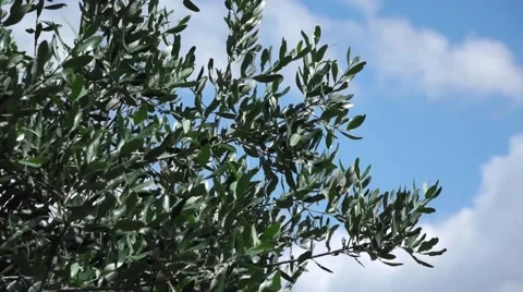 Olive tree Stock Footage 40343218