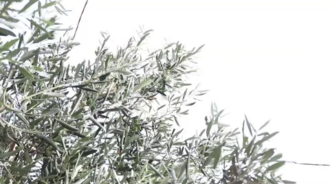 Olive tree Stock Footage 41264764