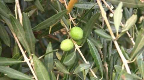 Olive tree Stock Footage 41820351