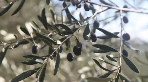 Olive Tree Stock Footage 44642665